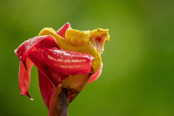 Bothriechis schlegelii, the eyelash viper, is a venomous pit viper species found in Central and South America