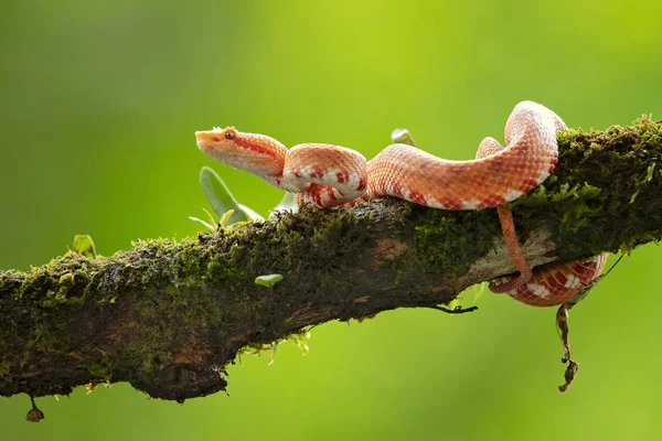 Bothriechis Schlegelii Víbora Pestañas Una Especie Víbora Venenosa Que Encuentra —  Fotos de Stock