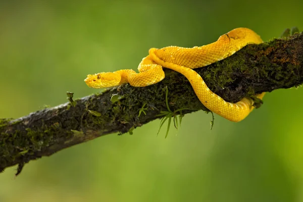 Bothriechis Schlegelii Viper Rzęs Jest Jadowitych Pit Viper Gatunków Znalezionych — Zdjęcie stockowe