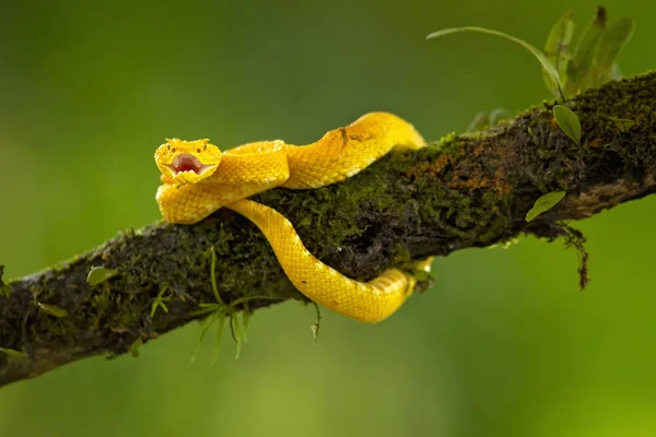 Bothriechis Schlegelii Viper Rzęs Jest Jadowitych Pit Viper Gatunków Znalezionych — Zdjęcie stockowe