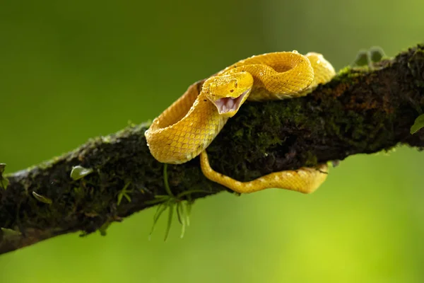 Bothriechis Schlegelii Zmije Řasy Jedovatý Vichra Který Vyskytuje Střední Jižní — Stock fotografie