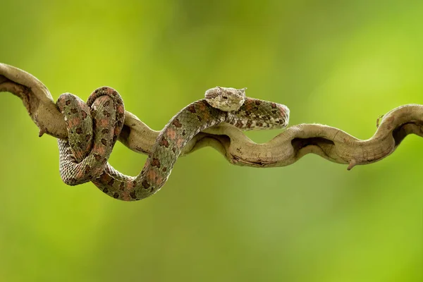 Bothriechis Schlegelii Viper Rzęs Jest Jadowitych Pit Viper Gatunków Znalezionych — Zdjęcie stockowe