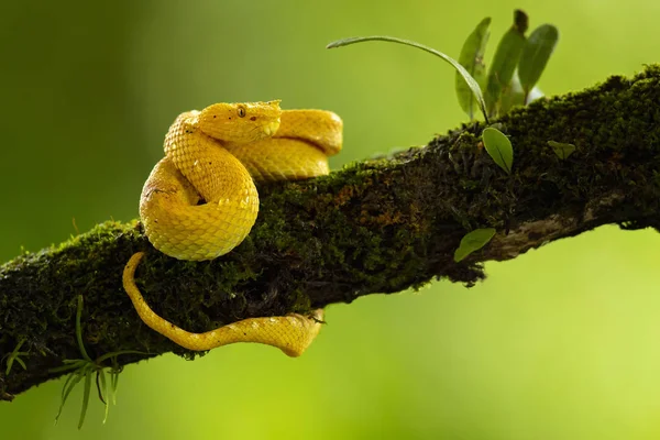 Bothriechis Schlegelii Víbora Pestañas Una Especie Víbora Venenosa Que Encuentra —  Fotos de Stock