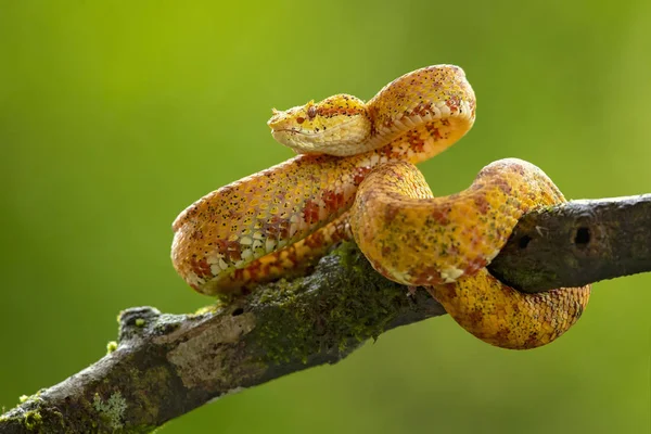 Bothriechis schlegelii, kirpik Viper, orta ve Güney Amerika 'da bulunan bir zehirli pit Viper türüdür