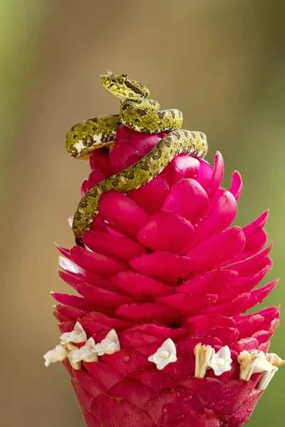 Bothriechis Schlegelii Kirpik Viper Orta Güney Amerika Bulunan Bir Zehirli — Stok fotoğraf