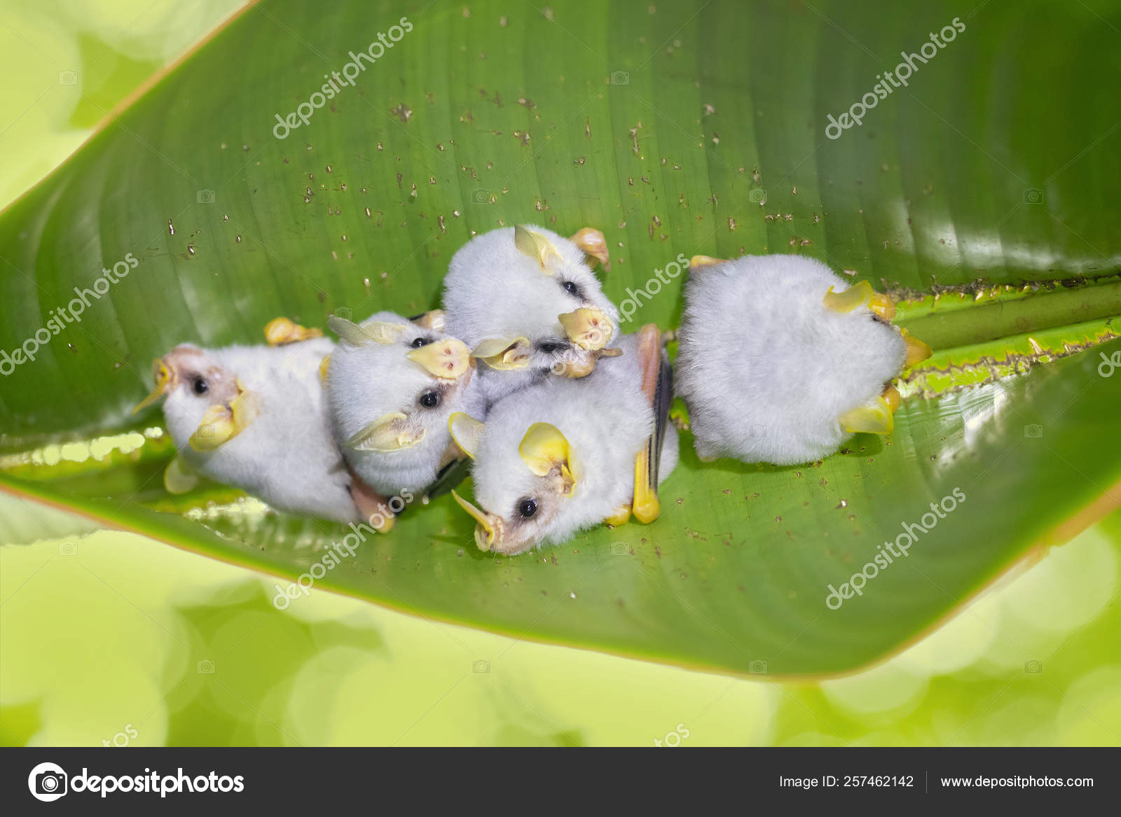 Honduran White Bat Ectophylla Alba Also Called Caribbean White Tent