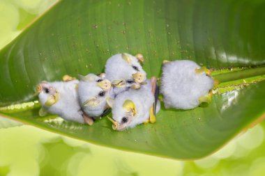 Honduraslı beyaz yarasa (Ectophylla alba), ponlostomatidae familyasından bir yarasa türüdür..