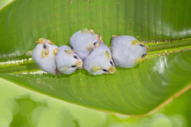 Honduraslı beyaz yarasa (Ectophylla alba), ponlostomatidae familyasından bir yarasa türüdür..