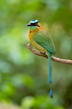 Mavi şapkalı motmot veya mavi taçlı motmot (Momotus coeruliceps) doğu Meksika'nın orman ve ormanlık bölgelerinde bulunan renkli bir yakın pasör kuşu. 