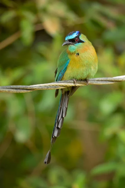 Blaukappenmotmot Oder Blaukronenmotmot Momotus Coeruliceps Ist Ein Farbenfroher Vogel Der — Stockfoto