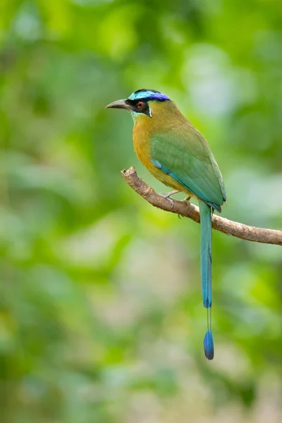 Blaukappenmotmot Oder Blaukronenmotmot Momotus Coeruliceps Ist Ein Farbenfroher Vogel Der — Stockfoto