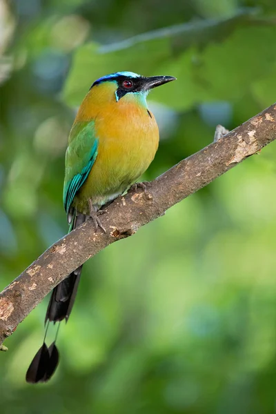 Motmot Błękitny Lub Motmot Momotus Coeruliceps Kolorowy Ptak Lesie Lasach — Zdjęcie stockowe
