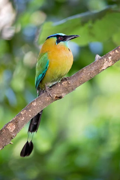 Blaukappenmotmot Oder Blaukronenmotmot Momotus Coeruliceps Ist Ein Farbenfroher Vogel Der — Stockfoto