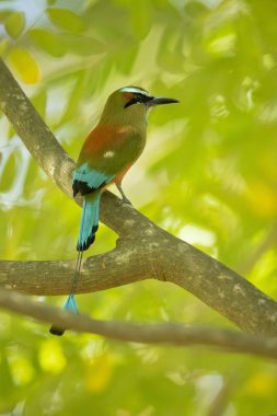 Turquoise-browed motmot (Eumomota superciliosa) also known as Torogoz, is a colourful, medium-sized bird of the motmot family clipart