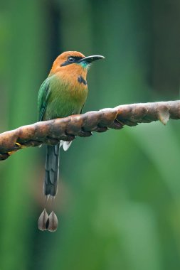 Geniş gagalı motmot (Electron platyrhynchum), momotidae familyasından bir kuş türü. Bolivya, Brezilya, Kolombiya, Kosta Rika, Ekvador, Honduras, Nikaragua, Panama ve Peru'da bulunur.. 