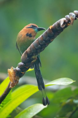 Geniş gagalı motmot (Electron platyrhynchum), momotidae familyasından bir kuş türü. Bolivya, Brezilya, Kolombiya, Kosta Rika, Ekvador, Honduras, Nikaragua, Panama ve Peru'da bulunur.. 