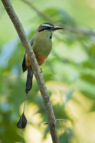 Türkis Brauen Motmot Eumomota Superciliosa Auch Als Torogoz Bekannt Ist — Stockfoto