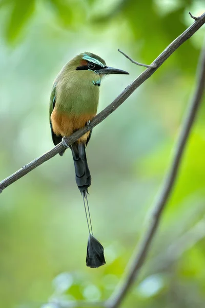 Turquoise-browed motmot (Eumomota superciliosa) also known as Torogoz, is a colourful, medium-sized bird of the motmot family