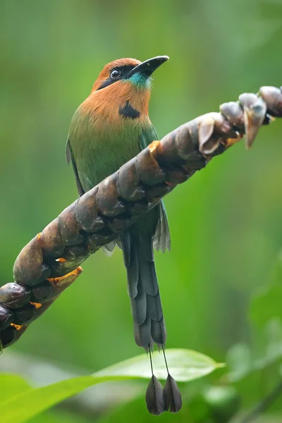 Electron Platyrhynchum Est Une Espèce Oiseaux Famille Des Momotidae Trouve — Photo