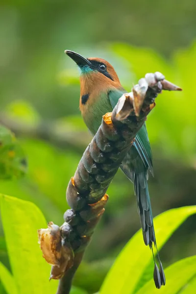 Broad-billed motmot (Electron platyrhynchum) is a species of bird in the family Momotidae. It is found in Bolivia, Brazil, Colombia, Costa Rica, Ecuador, Honduras, Nicaragua, Panama, and Peru.