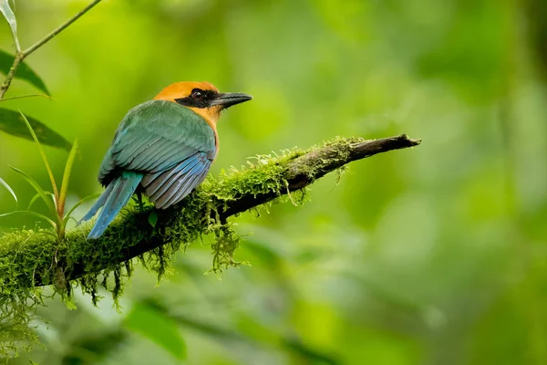 Rufous Motmot Baryphthengus Martii Ekvador Kuzeydoğusu Ile Ekvador Kuzeydoğusu Bolivya — Stok fotoğraf