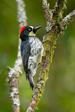 Palamut ağaçkakan (Melanerpes formicivorus) orta boy ağaçkakan. Kosta Rika'da çekilmiş
