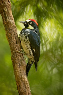 Palamut ağaçkakan (Melanerpes formicivorus) orta boy ağaçkakan. Kosta Rika'da çekilmiş