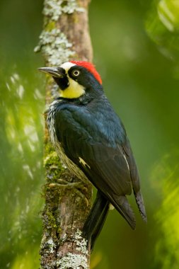 Palamut ağaçkakan (Melanerpes formicivorus) orta boy ağaçkakan. Kosta Rika'da çekilmiş