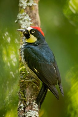 Acorn woodpecker (Melanerpes formicivorus) is a medium-sized woodpecker. Taken in Costa Rica clipart