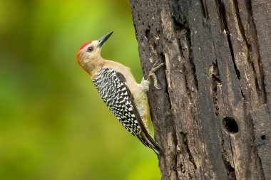 Hoffmann's woodpecker (Melanerpes hoffmannii) is a resident breeding bird from southern Honduras south to Costa Rica. It is a common species on the Pacific slopes clipart