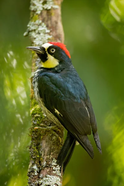 Acorn Woodpecker Melanerpes Formicivorus Дятел Среднего Размера Взято Коста Рике — стоковое фото