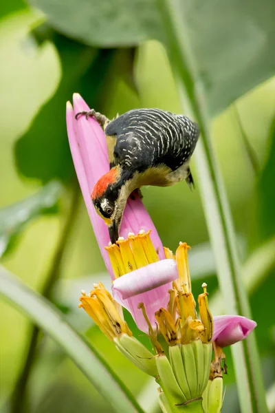 Black Cheeked Woodpecker Melanerpes Pucherani Resident Breeding Bird Southeastern Mexico — Stock Photo, Image