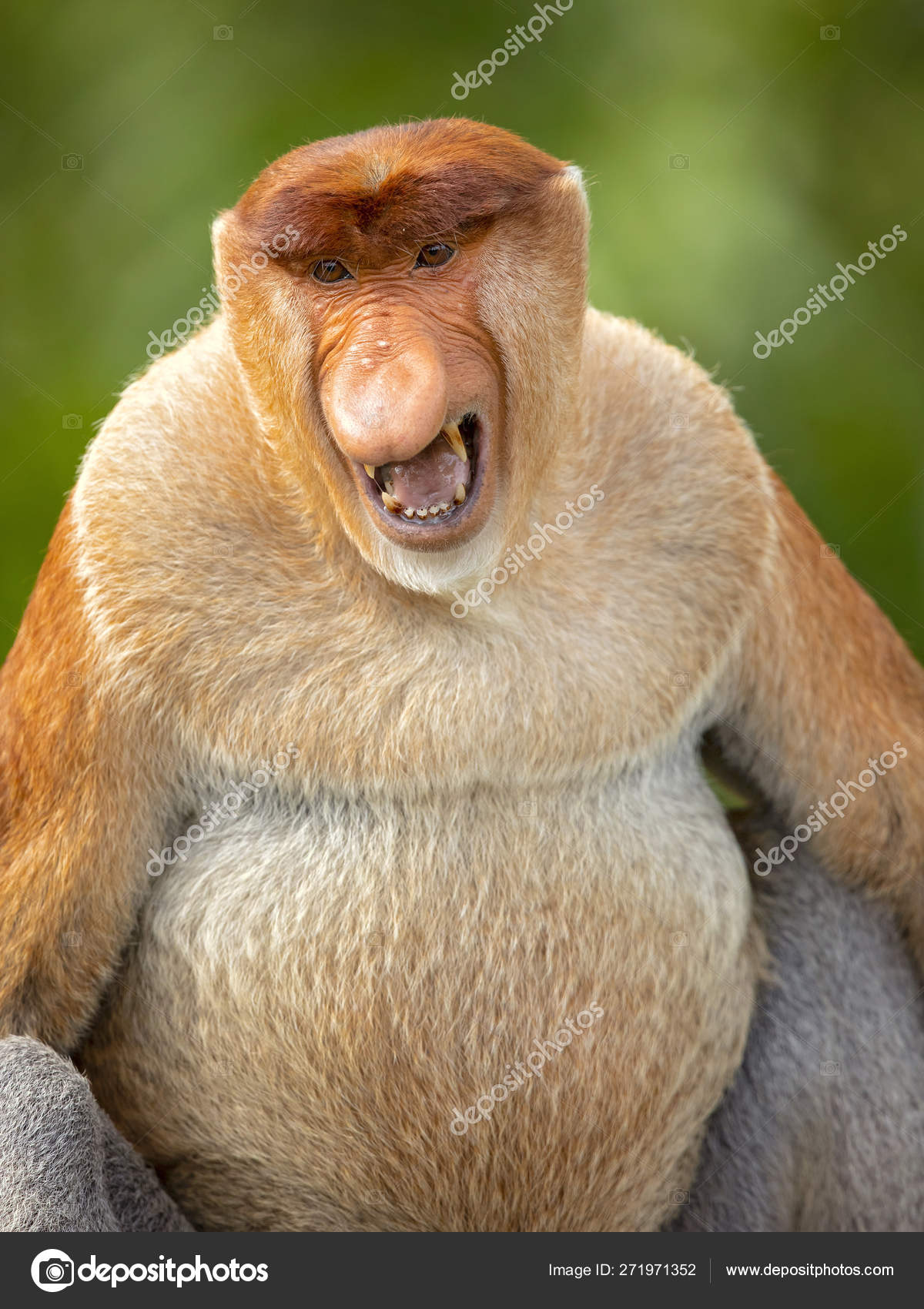 Proboscis Monkey Nasalis Larvatus Long Nosed Monkey Known Bekantan