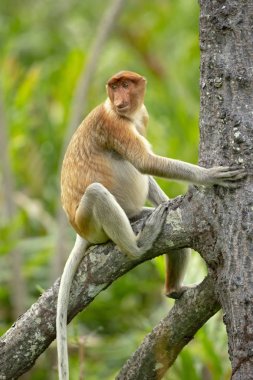 Hortum maymunu (Nasalis larvatus) veya endonezya'da bekantan olarak bilinen uzun burunlu maymun, alışılmadık derecede büyük burnu olan kırmızımsı-kahverengi ağaçlık eski dünya maymunudur. Güneydoğu Asya'daki Borneo adasına endemiktir.. 