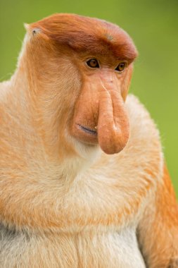 Hortum maymunu (Nasalis larvatus) veya endonezya'da bekantan olarak bilinen uzun burunlu maymun, alışılmadık derecede büyük burnu olan kırmızımsı-kahverengi ağaçlık eski dünya maymunudur. Güneydoğu Asya'daki Borneo adasına endemiktir.. 