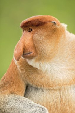 Proboscis monkey (Nasalis larvatus) or long-nosed monkey, known as the bekantan in Indonesia, is a reddish-brown arboreal Old World monkey with an unusually large nose. It is endemic to the southeast Asian island of Borneo.  clipart