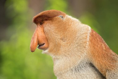 Hortum maymunu (Nasalis larvatus) veya endonezya'da bekantan olarak bilinen uzun burunlu maymun, alışılmadık derecede büyük burnu olan kırmızımsı-kahverengi ağaçlık eski dünya maymunudur. Güneydoğu Asya'daki Borneo adasına endemiktir.. 
