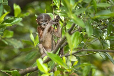 Hortum maymunu (Nasalis larvatus) veya endonezya'da bekantan olarak bilinen uzun burunlu maymun, alışılmadık derecede büyük burnu olan kırmızımsı-kahverengi ağaçlık eski dünya maymunudur. Güneydoğu Asya'daki Borneo adasına endemiktir.. 