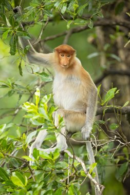 Hortum maymunu (Nasalis larvatus) veya endonezya'da bekantan olarak bilinen uzun burunlu maymun, alışılmadık derecede büyük burnu olan kırmızımsı-kahverengi ağaçlık eski dünya maymunudur. Güneydoğu Asya'daki Borneo adasına endemiktir.. 
