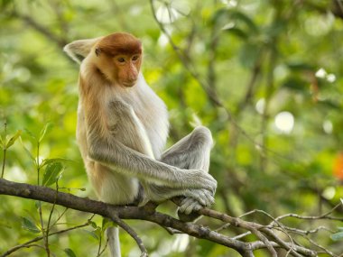 Hortum maymunu (Nasalis larvatus) veya endonezya'da bekantan olarak bilinen uzun burunlu maymun, alışılmadık derecede büyük burnu olan kırmızımsı-kahverengi ağaçlık eski dünya maymunudur. Güneydoğu Asya'daki Borneo adasına endemiktir.. 