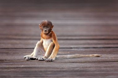 Hortum maymunu (Nasalis larvatus) veya endonezya'da bekantan olarak bilinen uzun burunlu maymun, alışılmadık derecede büyük burnu olan kırmızımsı-kahverengi ağaçlık eski dünya maymunudur. Güneydoğu Asya'daki Borneo adasına endemiktir.. 