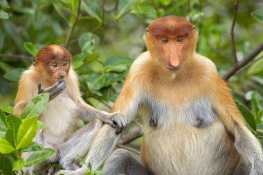Proboscis monkey (Nasalis larvatus) or long-nosed monkey, known as the bekantan in Indonesia, is a reddish-brown arboreal Old World monkey with an unusually large nose. It is endemic to the southeast Asian island of Borneo.  clipart