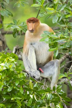Hortum maymunu (Nasalis larvatus) veya endonezya'da bekantan olarak bilinen uzun burunlu maymun, alışılmadık derecede büyük burnu olan kırmızımsı-kahverengi ağaçlık eski dünya maymunudur. Güneydoğu Asya'daki Borneo adasına endemiktir.. 