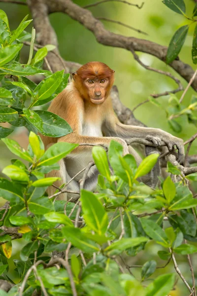 Proboscis Monkey Nasalis Larvatus Macaco Nariz Comprido Conhecido Como Bekantan — Fotografia de Stock