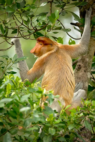 Proboscis Monkey Nasalis Larvatus Macaco Nariz Comprido Conhecido Como Bekantan — Fotografia de Stock