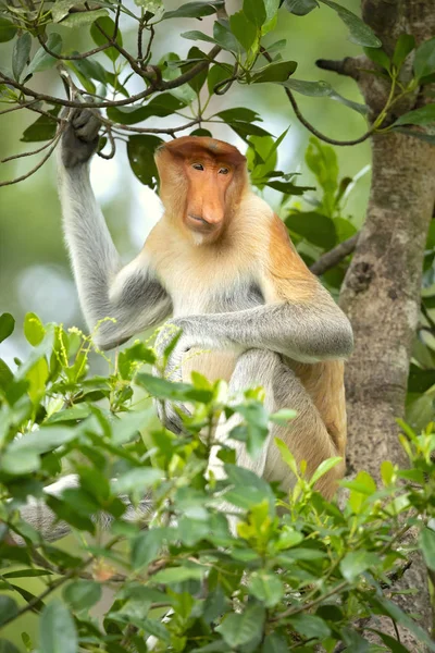 Monyet Proboscis Nasalis Larvatus Atau Monyet Hidung Panjang Yang Dikenal — Stok Foto