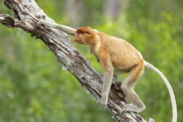 Scimmia Proboscide Nasalis Larvatus Scimmia Dal Naso Lungo Conosciuta Come — Foto Stock