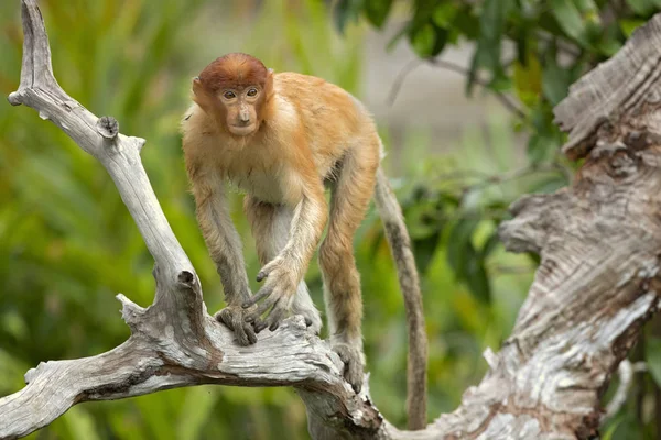 Proboscis Monkey Nasalis Larvatus Macaco Nariz Comprido Conhecido Como Bekantan — Fotografia de Stock