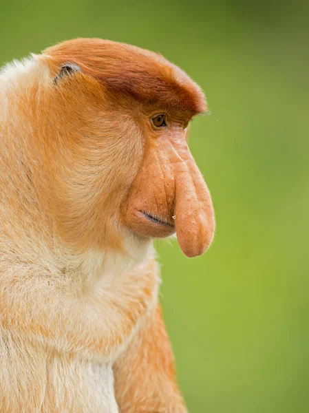 Proboscis Monkey Nasalis Larvatus Macaco Nariz Comprido Conhecido Como Bekantan — Fotografia de Stock
