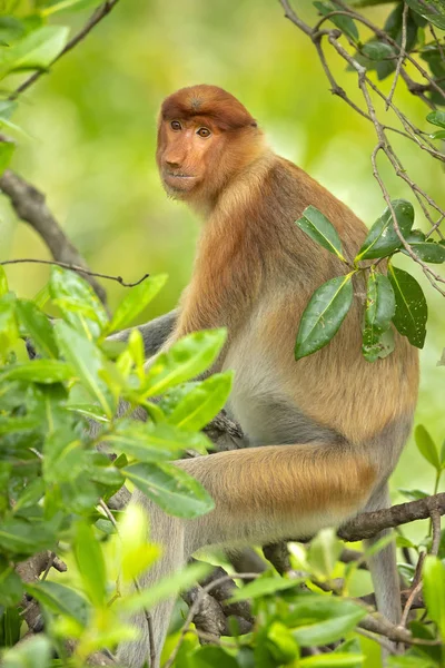 Proboscis Monkey Nasalis Larvatus Singe Long Nez Connu Sous Nom — Photo